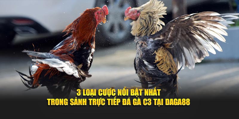 3 loại cược nổi bật nhất trong sảnh Trực tiếp đá gà C3 tại Daga88