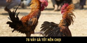 Tìm hiểu 78 vảy gà tốt nên chọi tại Daga88