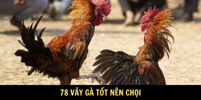 Tìm hiểu 78 vảy gà tốt nên chọi tại Daga88