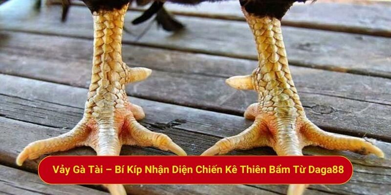 Vảy Gà Tài – Bí Kíp Nhận Diện Chiến Kê Thiên Bẩm Từ Daga88