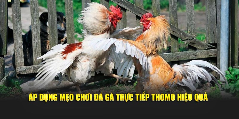 Mẹo chơi đá gà Thomo tại Daga88 hiệu quả
