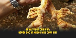Bí mật về gà chín cựa tại nhà cái Daga88