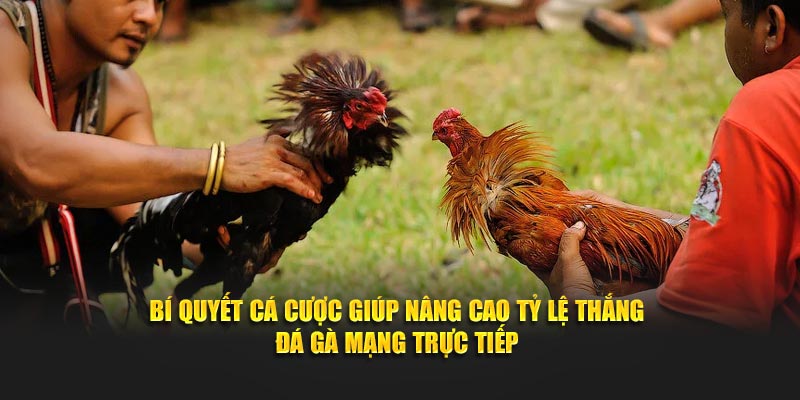 Đá gà mạng trực tiếp bí quyết cá được
