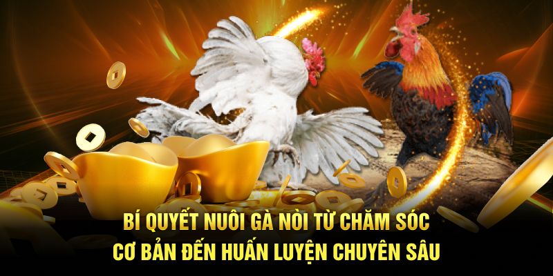 Bí quyết nuôi gà nòi từ chuyên gia Daga88