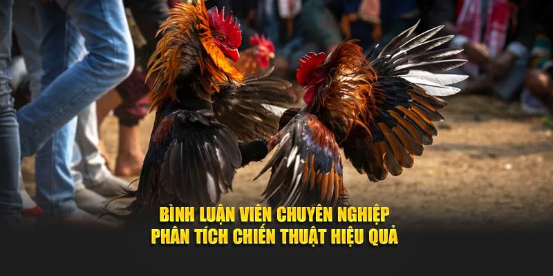Tại Daga88 có sự góp của bình luận viên chuyên nghiệp