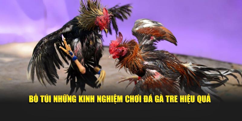 Kinh nghiệm chơi đá gà tre cùng cao thủ Daga88