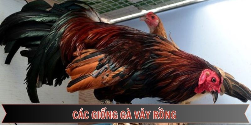Phân loại giống gà vảy rồng dễ nhận diện