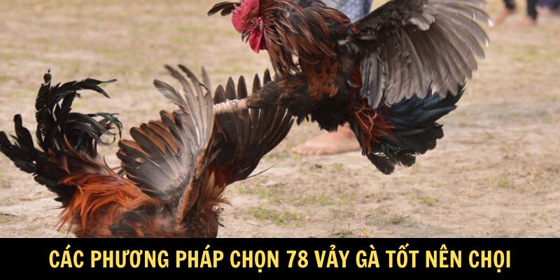 Các phương pháp chọn 78 vảy gà tốt nên chọi