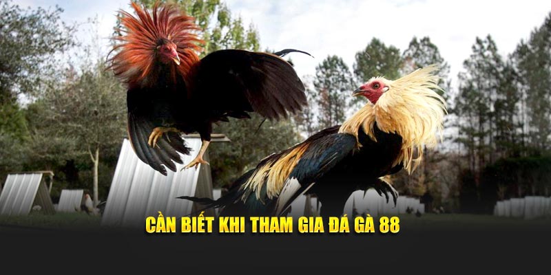 Cần biết khi tham gia đá gà 88
