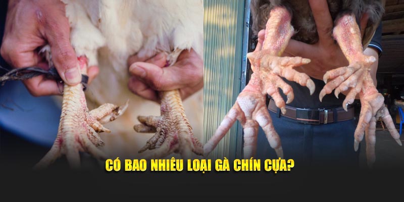 Có bao nhiêu loại hình gà chín cựa?