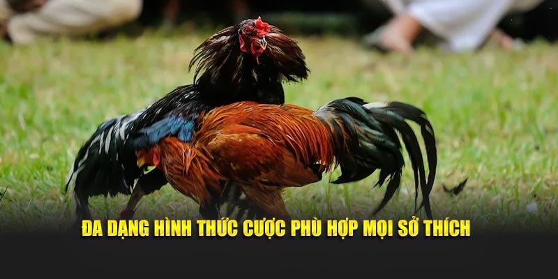 Đa dạng hình thức đặt cược đá gà mạng trực tiếp
