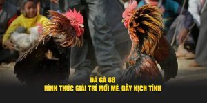 Đá gà 88 - Hình thức giải trí mới mẻ, đầy kịch tính