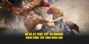 Trực tiếp đá gà C3 tại sảnh chơi Daga88