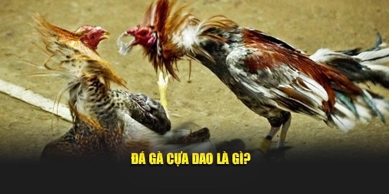 Đá gà cựa dao là gì?