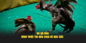 Cùng Daga88 theo dõi về đá gà đòn đặc sắc