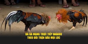 Cùng Daga88 theo dõi đá gà mạng trực tiếp