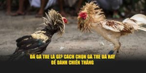 Daga88 hướng dẫn cách chọn đá gà tre