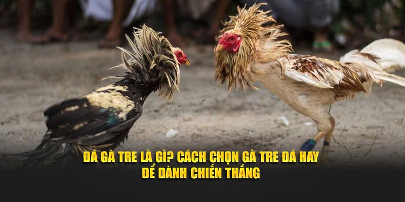Daga88 hướng dẫn cách chọn đá gà tre