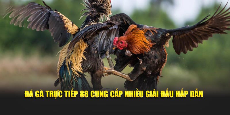Đá gà trực tiếp 88 cung cấp nhiều giải đấu hấp dẫn