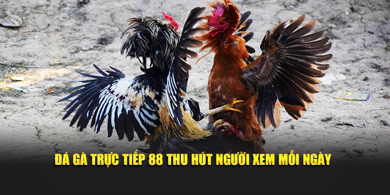 Đá gà trực tiếp 88 thu hút người xem mỗi ngày