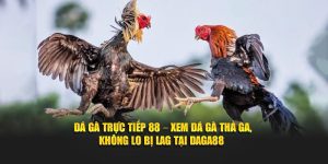 Xem đá gà trực tiếp 88 mượt mà cùng Daga88