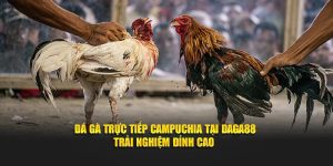 Trải nghiệm đá gà trực tiếp Campuchia tại Daga88