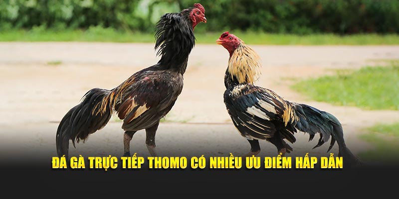 Đá gà trực tiếp Thomo có nhiều ưu điểm hấp dẫn