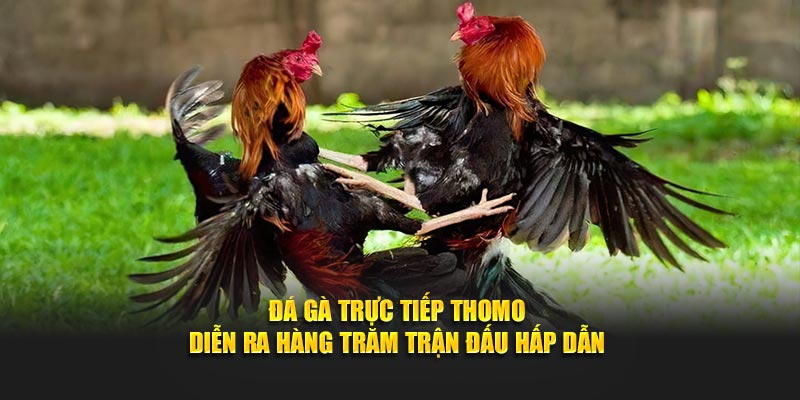 Đá gà trực tiếp Thomo diễn ra hàng trăm trận đấu hấp dẫn