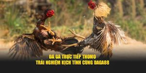 Theo dõi đá gà trực tiếp Thomo cùng Daga88