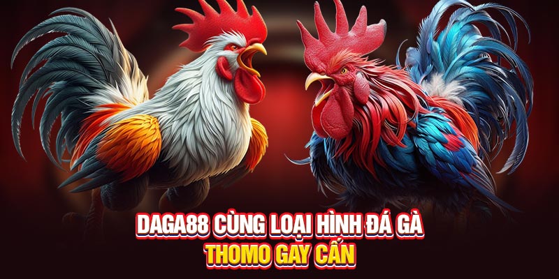 Daga88 cùng loại hình đá gà Thomo gay cấn
