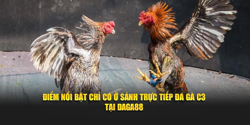 Điểm nổi bật chỉ có ở sảnh Trực tiếp đá gà C3 tại Daga88