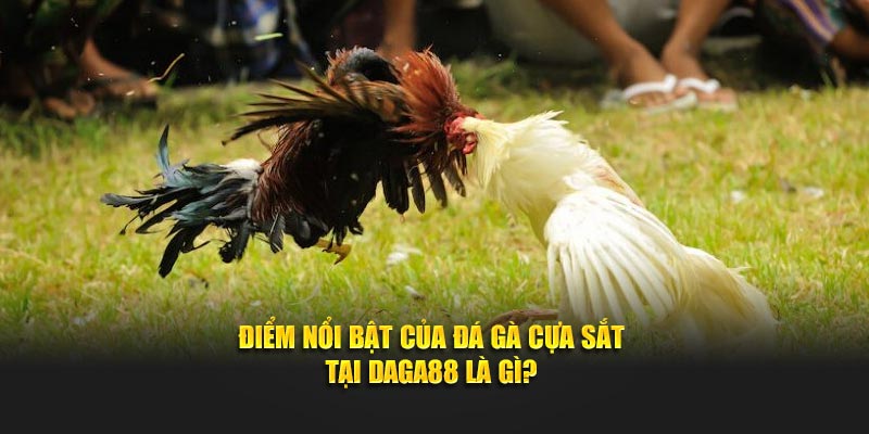 Điểm nổi bật của đá gà cựa sắt là gì?