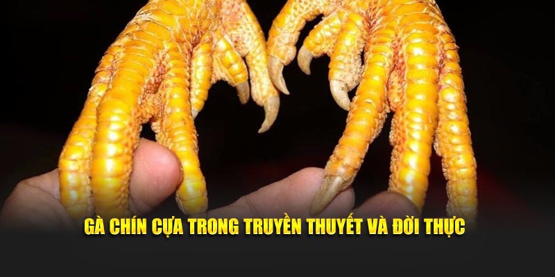Gà chín cựa trong truyền thuyết và đời thực