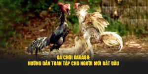 Hướng dẫn cách chơi gà chọi tại Daga88