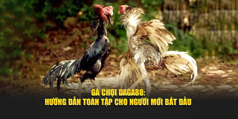 Hướng dẫn cách chơi gà chọi tại Daga88