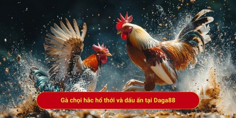 Gà chọi hắc hổ thới và dấu ấn tại Daga88