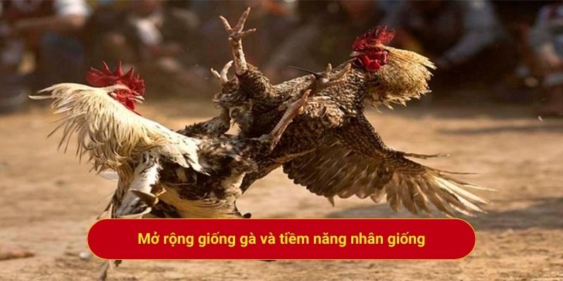 Mở rộng giống gà và tiềm năng nhân giống