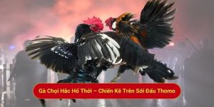 Gà Chọi Hắc Hổ Thới – Chiến Kê Trên Sới Đấu Thomo