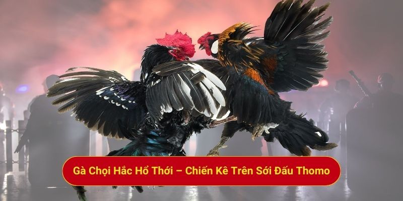 Gà Chọi Hắc Hổ Thới – Chiến Kê Trên Sới Đấu Thomo