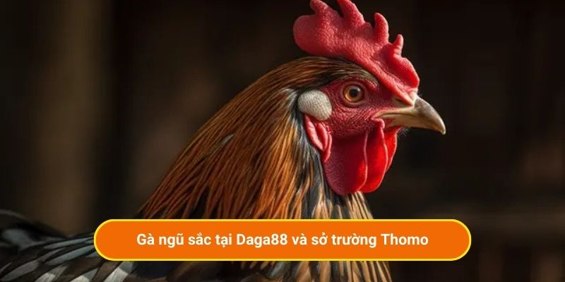 Gà ngũ sắc tại Daga88 và sở trường Thomo