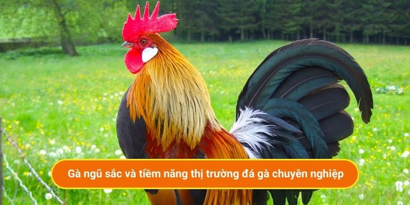 Gà ngũ sắc và tiềm năng thị trường đá gà chuyên nghiệp