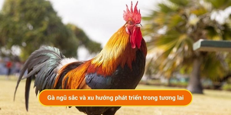 Gà ngũ sắc và xu hướng phát triển trong tương lai