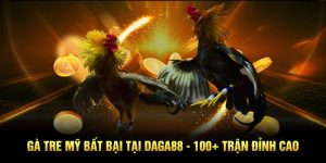 Nhập cuộc Daga88 chơi gà tre Mỹ với 3 phút