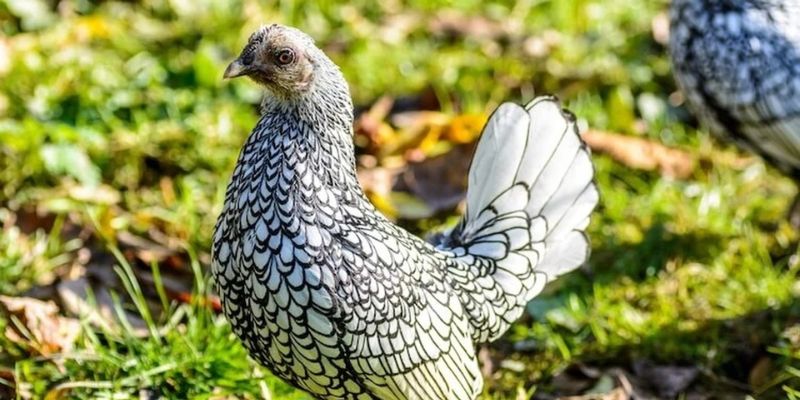 TÌm hiểu về đặc điểm của loài gà vảy cá