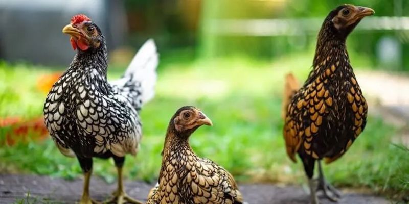 Gà vảy cá có xuất xứ từ nước Anh