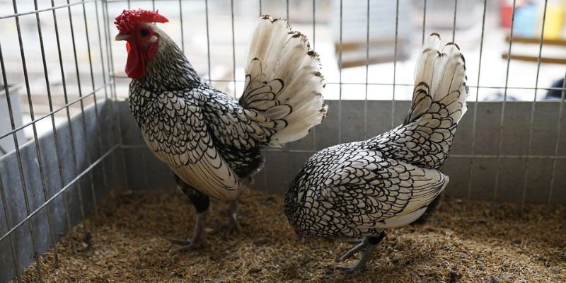 Thông tin chung về loại gà vảy cá tại Daga88