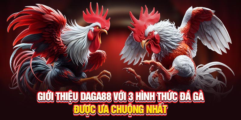 Giới thiệu Daga88 với 3 hình thức đá gà được ưa chuộng nhất