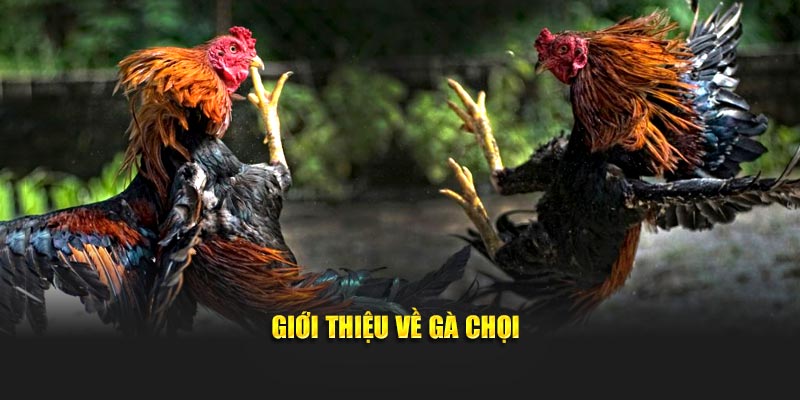 Giới thiệu về hình thức gà chọi tại Daga88