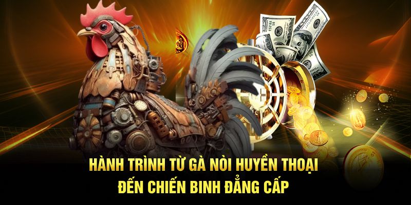 Quá trình phát triển gà nòi tại sân chơi Daga88