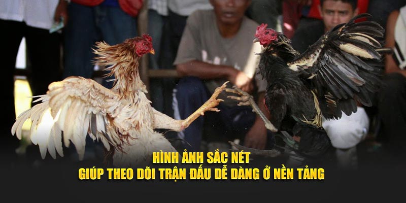 Daga88 cung cấp hình ảnh trận đấu sắc nét
